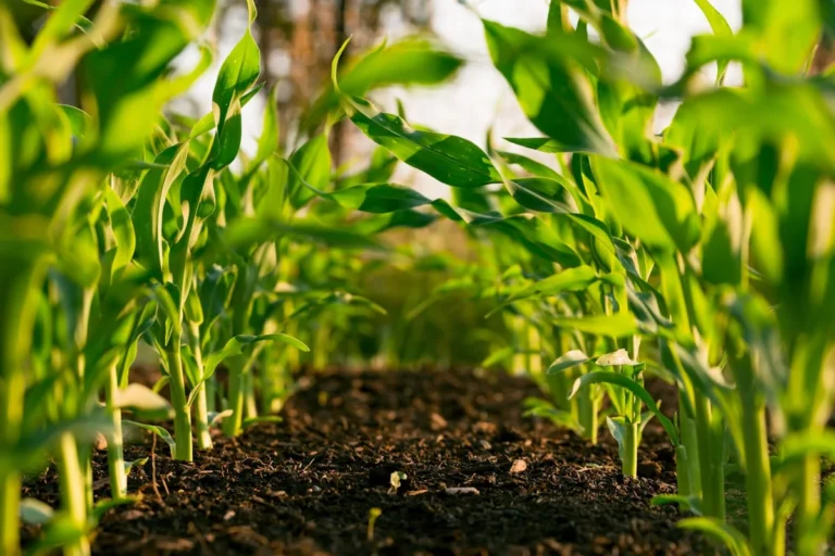 AI-powered drone monitoring crops in a green field — smart farming technology 2026